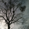 Hardwood Tree Services gallery
