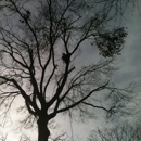 Hardwood Tree Services - Tree Service