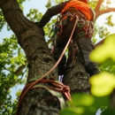 All Stars Tree Solutions - Tree Service