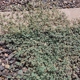 East Valley Weed Control