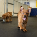 Four Leggers Pet Supplies & Services - Pet Services