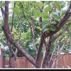 Advanced Tree & Shrub Care Inc