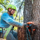 Tree Scouts Tree Service Leander