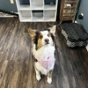 Pampered Pup Grooming gallery