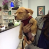 Westchester Veterinary Center & Cat Clinic gallery