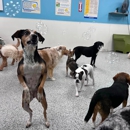 4 Legged Friends Pet Lodging and Daycare - Pet Services