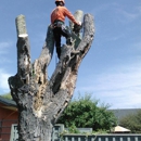 North Bay Tree Care - Tree Service