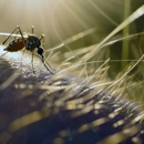 Ace Pest Control - Pest Control Equipment & Supplies
