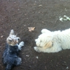 Hillcrest Dog Park gallery