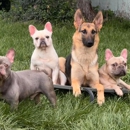 Good Shepherd Training - Dog Training
