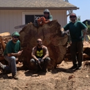 Top Tier Tree Care - Tree Service