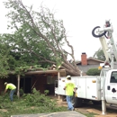 Hildebrandt Tree Tech - Stump Removal & Grinding