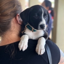 Texas Coalition for Animal Protection - Community Organizations