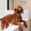 Bowie Barker Westmont gallery