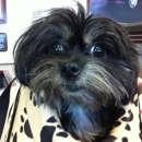 Doggie Days In Paradise - Pet Boarding & Kennels