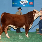 Circle S Farm, Hamms Herefords