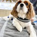 UrgentVet - Veterinarians