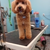 Fluffy Dog Cozy Cat Salon gallery
