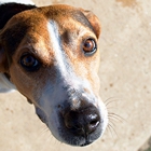 VCA White Oak Animal Hospital
