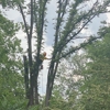 Petree Arbor Lawn & Landscape, INC gallery