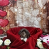 Petsburgh Pet Care gallery
