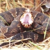 Wildlife Removal - Certified Wildlife Solutions gallery