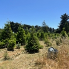 Garlock Tree Farm
