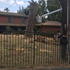 Hls Tree Trimming