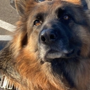 Dog Training Elite NC Triangle - Durham