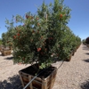 Moon Valley Nurseries gallery