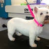 On the Spot Mobile Dog Grooming gallery