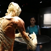 Bodies Revealed gallery