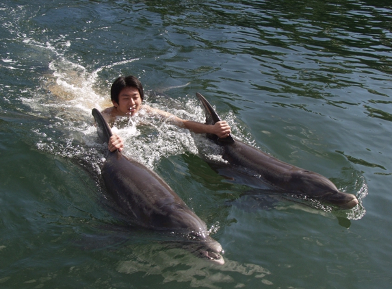 Dolphin World - Fort Lauderdale, FL