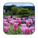 Tall Timbers Tree & Shrub Service