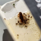 B&B Extermination