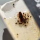 B&B Extermination