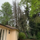 503 Tree Service - Tree Service