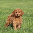 GlenEden Labradoodles - Pet Breeders