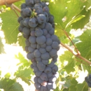 Klinker Brick Winery - Masonry Contractors