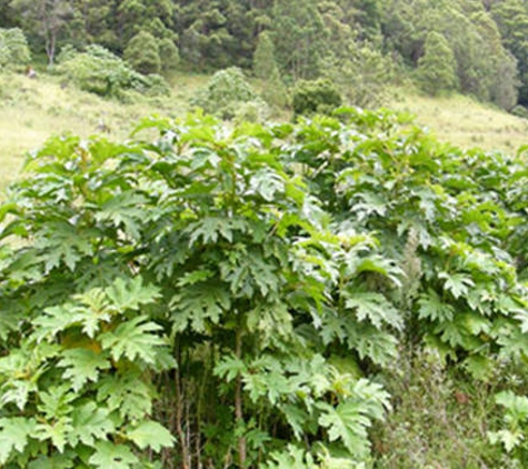 Far North Coast Weeds - Lismore, NSW