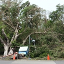 Blue Chip Tree Experts - Tree Service