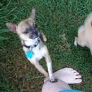 Madison Pet Clinic - Veterinary Clinics & Hospitals