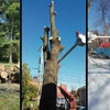 Meca Tree Service gallery