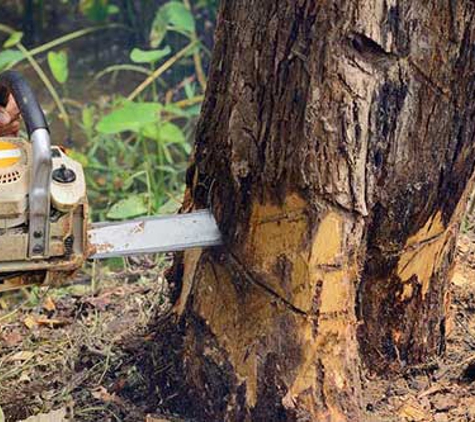 All Tree Services Aust. - Andergrove, QLD