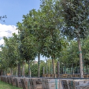 Moon Valley Nurseries - Nurseries-Plants & Trees