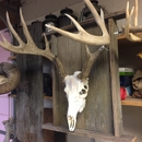 White bone taxidermy - Taxidermists