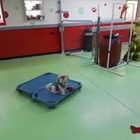 The Woof Lodge