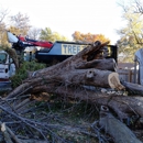 Eli's Tree Service - Arborists