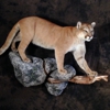Buffalo Creations Taxidermy gallery
