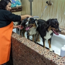 Dirty Dogs Torrey Hills